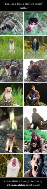 thefridayknights:whimsycatcher:Well, I had to look up what a “stoat” was, and it led to this… I coul