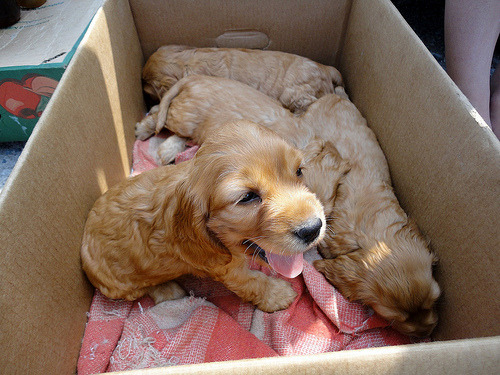Cocker spaniels!!! I have one!