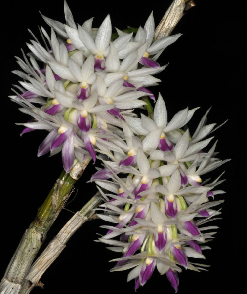 Dendrobium amethystoglossum, native to the island of Luzon in the Philippines, where it can be found growing on mossy limestone cliffs around 1400 meters in elevation. Inflorescences generally arise on leafless canes and bear fragrant flowers....