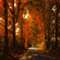 allthingseurope:  Felcsut, Hungary (by ildikoneer) 