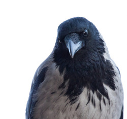 nicklasl:  Hooded Crow (Corvus corone cornix, Grå Kråka) on Flickr. 