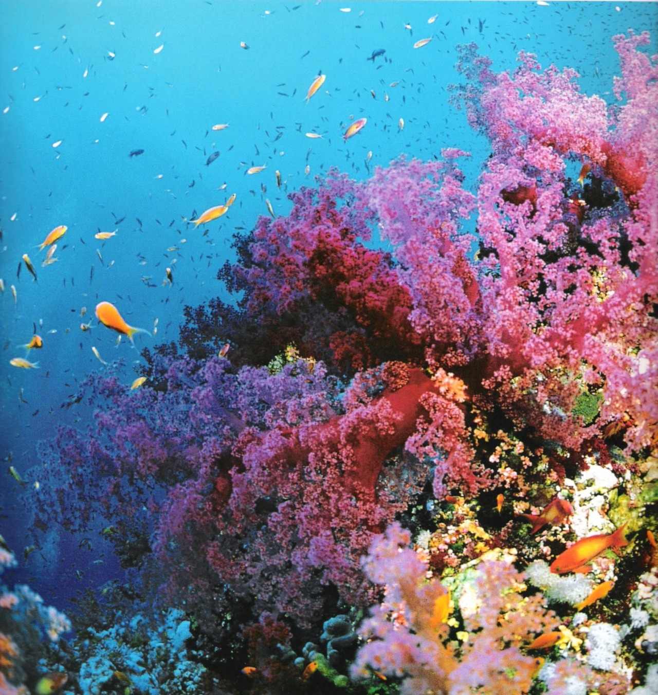 rachelnoellewestrick:  katietheshrimp:  Great Barrier Reef  I want to go diving so