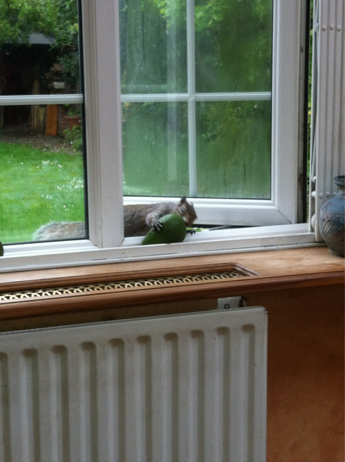 the-absolute-funniest-posts:  bigblacks: caught this squirrel stealing my avocado Follow this blog, you will love it on your dashboard 