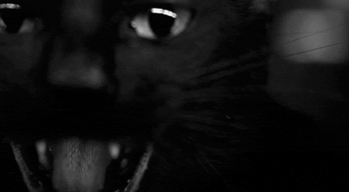 Meow