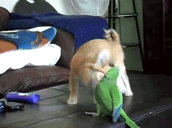 toptumbles:Puppy and Parrot battle for the last bit of yogurt