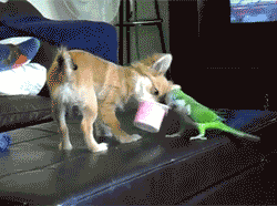 toptumbles:Puppy and Parrot battle for the last bit of yogurt