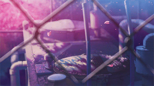  The speed at which cherry blossoms fall. It's five centimetres per second.     