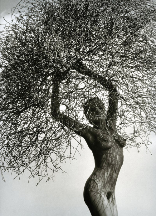 Porn Pics silfarione:  by Herb Ritts 