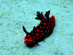 fyeah-seacreatures:  Red Spotted Nudibranch.