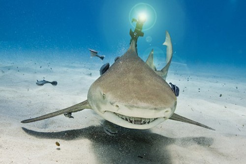thedailywhat:  Paging Dr. Evil of the Day: Sharks with frickin’ laser beams attached to their heads are now an actual thing, thanks to the folks at Wicked Lasers, who outfitted a lemon shark with a 50mW green laser. The only surprise is that it took