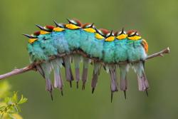 make-it-rainicorn:  inthedarkcornersofmymind:  fat-birds:  It never fails to crack me up that the first time I posted this, half of my followers thought this was a picture of a large caterpillar :’)  HOLY SHIT I THOUGHT IT WAS TOO UNTIL I READ THE COMMENT