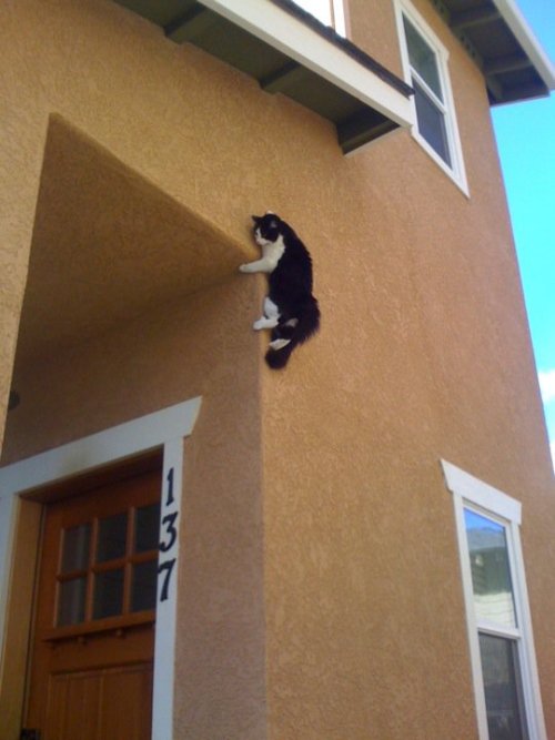 getoutoftherecat:this is a CATastrophe waiting to happen. see what i did there? of course not you ar