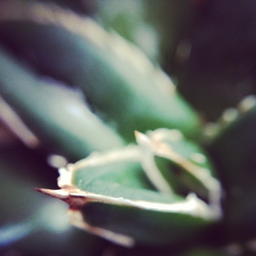 Tequila is mean because agave is a mean plant. (Taken with instagram)