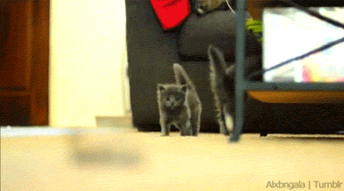 thefrogman:  I meant to do that. 