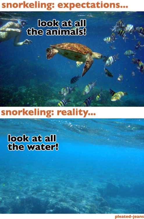 the-absolute-funniest-posts:  Follow this blog, you will love it on your dashboard