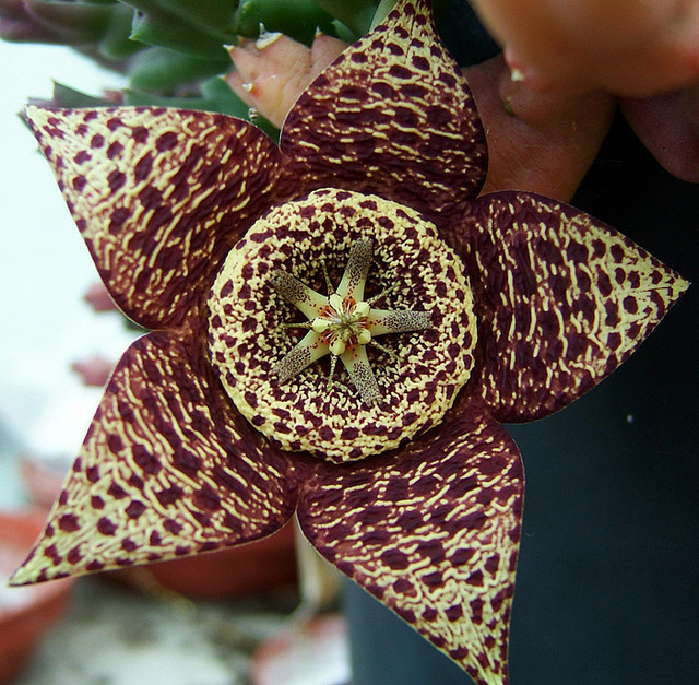 Stapelia variegata. Stapeliads often stink of corpse and look like rot. Some insects are into that sort of thing. Me too!