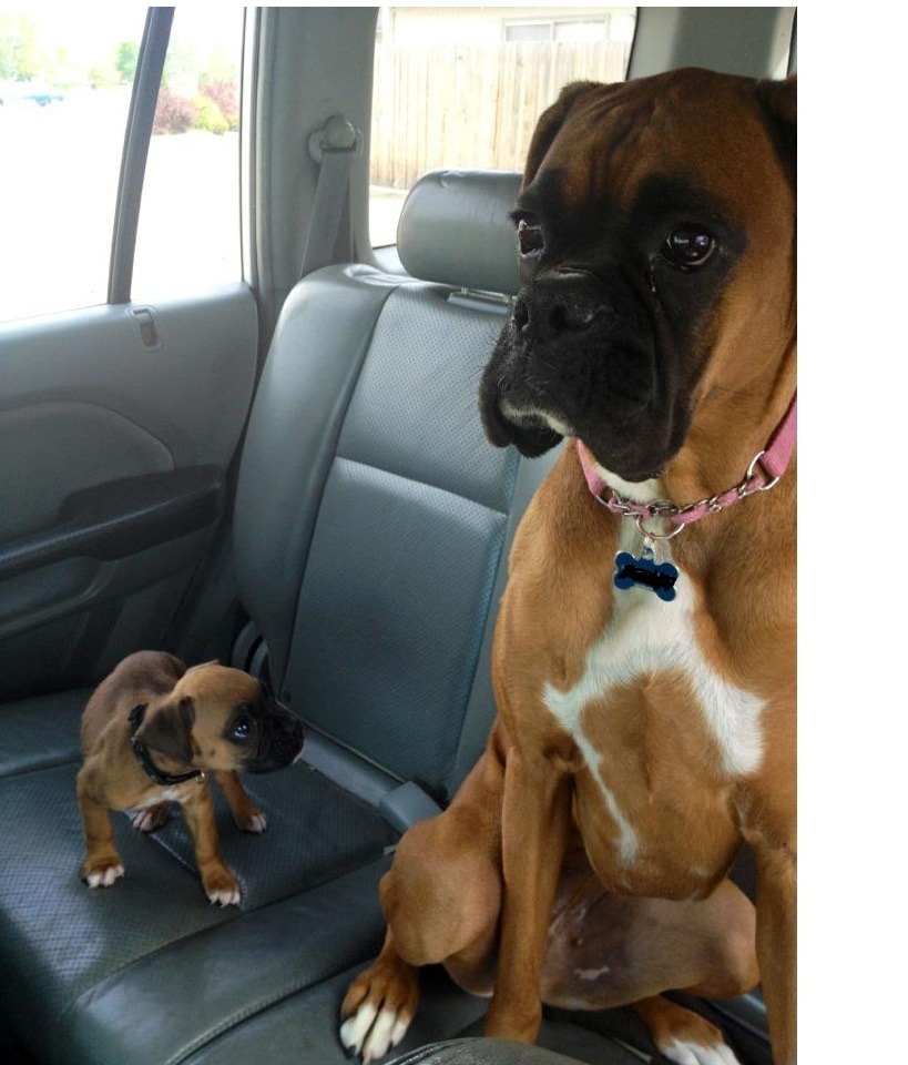 thecuteoftheday:  (via New sister!!! - Imgur)  DSAJFLSDJFDALJFDSLJFDLSJFSDLJFASDLFJSLFJASF
