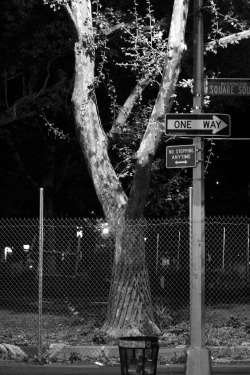 butisitartphoto:  Washington Square Tree