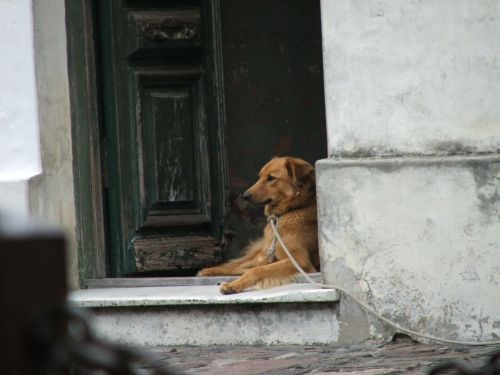 Man&rsquo;s best friend&hellip;handsome feller&hellip;Colonia, Uraguay Source: Zacapatista (2004)