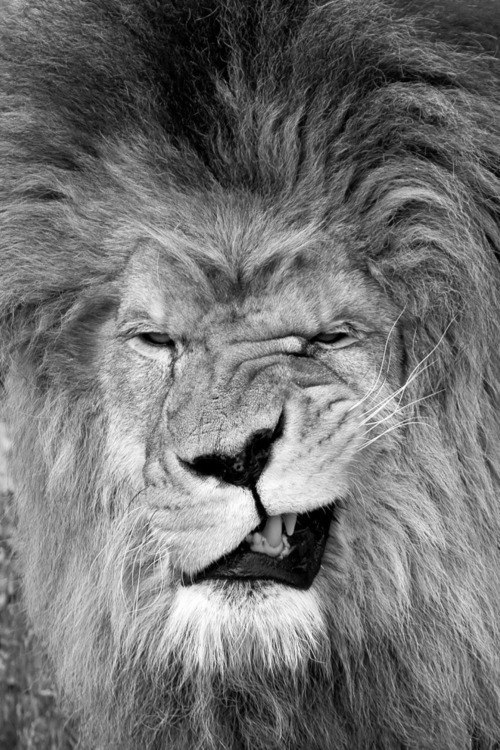 GRrrr
