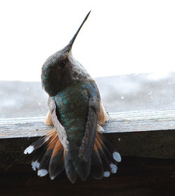 valscrapbook:hummingbird by xtremepeaks on