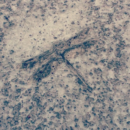 itwasntaprettypicture:  Dragonfly must have gotten stuck in the wet cement when they built this parking ramp. (Taken with instagram) 