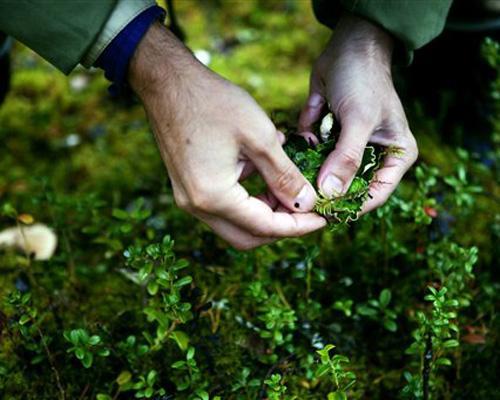 Tips for beginning foragers