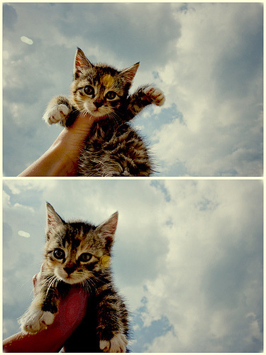 Kittens
