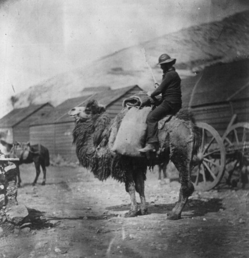 Man seated on a camel, facing left; huts in the background. by Roger Fenton