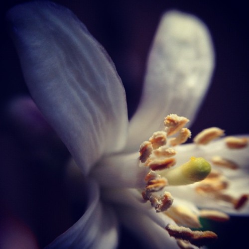 Pollination. #ōlloclip #olloclip #macro (Taken with instagram)