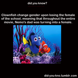 Did-You-Kno:  Clownfish Schools Usually Have One Alpha Male And Female. They Are