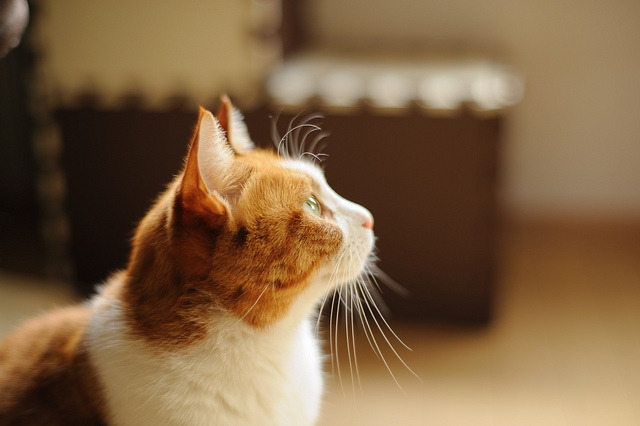 meow.