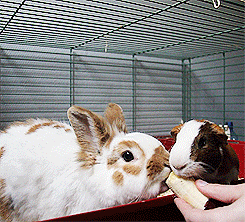 samnobi:  deancaneatmypie:  Bunny and a guinea