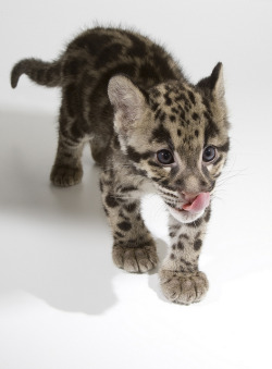 saucerful-of-secrets:  Clouded Leopard by