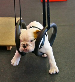 fuckyeahcrossfit:  bulldogs doing crossfit