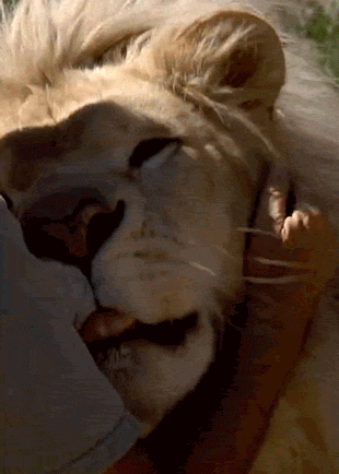 christieisthaname:  heytherelivy:  majoraxx:  caitikoi:  caledscratch:  lepetitdragon:  kittybots:  I tried to resist reblogging this for so long but I need to, dammit.  Gosh I just love lions ;A;  Ohhh boy what a big babby &lt;3  It’s so amazing when