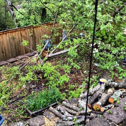 How in the world do I straighten this apple tree to try to save it. The ground is soft. Hmmmmmm (Taken with instagram)