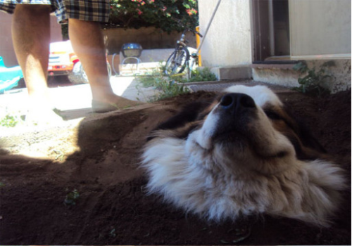hankpeters:  lowtax:  alrite fine heres doge calm your butt!!!  HOW 