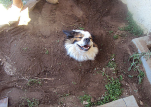 hankpeters:  lowtax:  alrite fine heres doge calm your butt!!!  HOW 