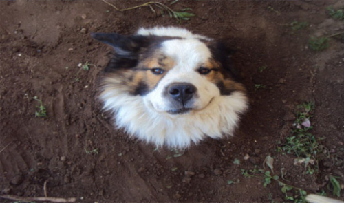 hankpeters:  lowtax:  alrite fine heres doge calm your butt!!!  HOW 