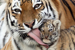 exotic-elephant-s:  tikki-tiger:  rosy blog