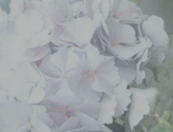 calyope:  my garden flowers 