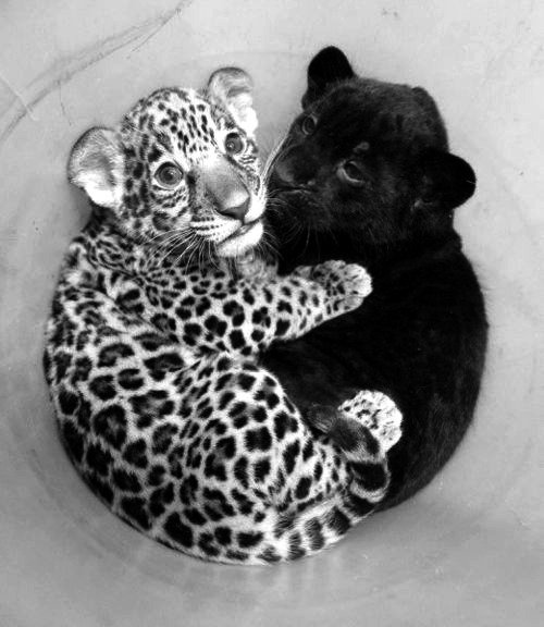 irieinspiration:  I can’t get enough of this picture!!!!! 