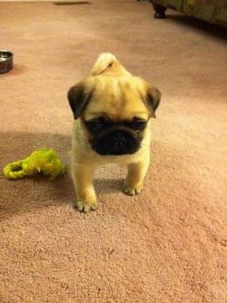 earl-frank-sun:  girlspines:  pregnat4:  k1mkardashian:  thatsmoderatelyraven:  i thought this was a chicken with its hands on its hips  omfg   IM TRYING SO HARD TO SEE THE CHICKEN BUT ALL I SEE IS A PUG???    that is one sassy chicken 