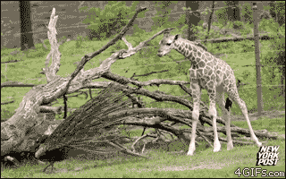 slowdancingontheinside:  Baby giraffe and peacock 