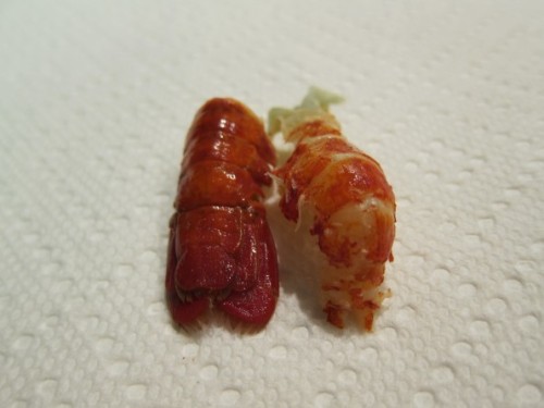 coldraresteaksandwich:  tail   Minha janta