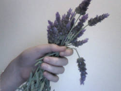 kon-eko:  lavender  