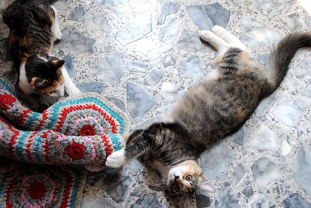 everybody wants to be a cat