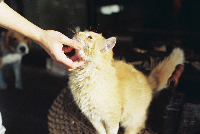 everybody wants to be a cat