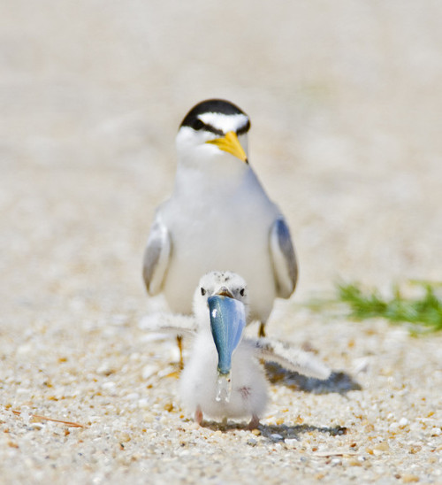 fairy-wren: least tern struggling with meal (photos by jim gilbert)